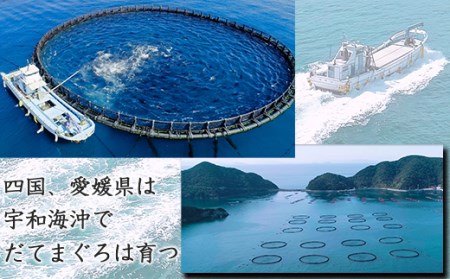 海鮮丼の具！ 中トロと赤身 1人前 & 中トロ 1人前 ／ 刺身 冷凍 食べ比べ 【十六家】