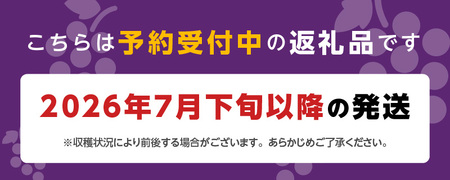 【7月下旬より順次発送】池尻農園　ハウス巨峰　約1kg_巨峰 約 1kg ぶどう 3房 久留米市産 渋み エグミ 無い フルーツ 果物 期間限定 池尻農園 ハウス巨峰 福岡県 久留米市 お取り寄せ お