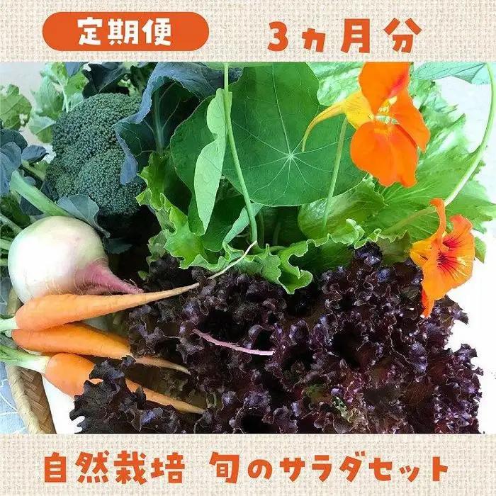 【定期便】自然栽培 旬のサラダセット 約1kg×3回 野菜 野菜