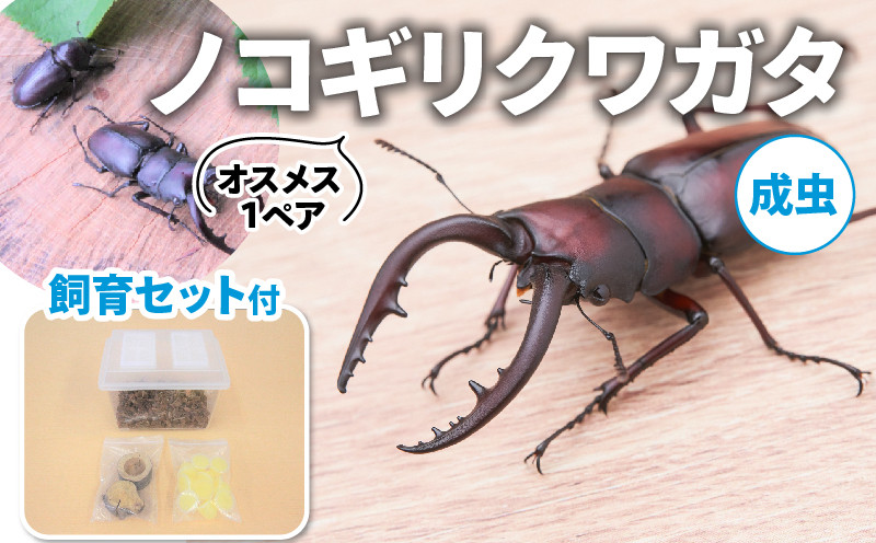 
【配送期間：2025年6月下旬～8月上旬】 ノコギリクワガタ (成虫) オスメス1ペア飼育セット付 ( 飼育観察 自然採集 ノコギリクワガタ 大歯型 水牛型 夏休み 自由研究 生き物 自然環境学習 プレゼント 贈り物 ギフト )
