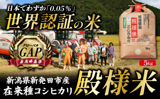 【最高峰品質】残りわずか コシヒカリ在来品種 殿様米 5㎏ 白米 玄米 選べる 特別 栽培 特別栽培米 精米 殿様米 こしひかり 新潟県産  新潟県産 新発田産 米 越後菅谷 D05_04