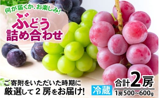 【先行予約】【数量限定】産地直送 ぶどう 詰め合わせ 2房【2025年8月中旬以降順次発送】ぶどう 葡萄 シャインマスカット ブラックビード 藤みのり クインニーナ オリエンタルスター 果物 フルーツ 新鮮 福井産 先行予約 選べる種類 福井県 南越前町 果物 果実 産地直送 数量限定 旬 大人気 送料無料 オススメ