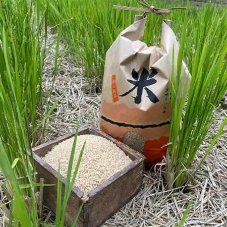 【先行受付】山間の清流を引き込んだ田んぼで作った「きぬむすめ玄米」5kg(令和8年産)【1573255】