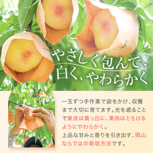 桃 先行予約 赤磐の 白桃 約2.0kg 6～8玉 JA晴れの国 糖度センサー選果 もも モモ 桃