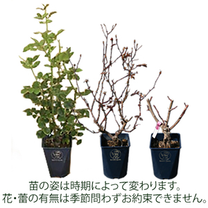 バラ苗鉢植え「アイ ウィル」 バラ 苗 四季咲き 鉢植え 花 6寸鉢 オリジナル品種 アイウィル ロゼット咲き 房咲き 1鉢