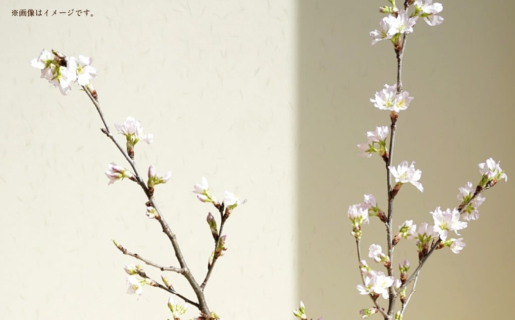 啓翁桜 優品 10本 1束