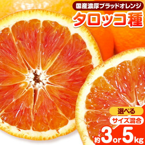 【ふるさと納税】【希少・高級柑橘】国産濃厚ブラッドオレンジ タロッコ種 選べる内容量 約3kg または 約5kg 厳選館 《2026年4月上旬-5月中旬出荷》 和歌山県 日高川町 みかん 柑橘 フルーツ オレンジ