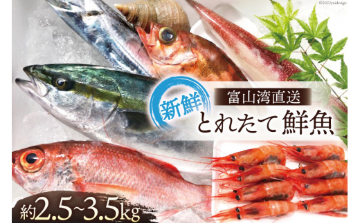 
[№5313-0006]魚 富山湾直送 とれたて鮮魚セット 約2.5～3.5kg 旬 新鮮 鮮魚 詰め合わせ 産地直送 冷蔵/くろべ漁業協同組合 魚の駅「生地」/富山県 黒部市
