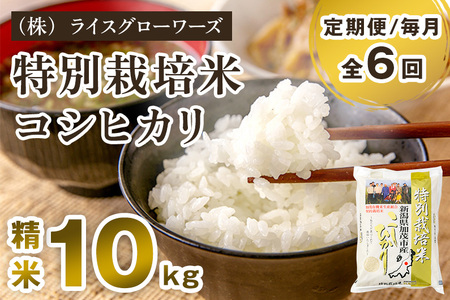 【令和8年産新米先行予約】【定期便6ヶ月毎月お届け】新潟県加茂市産 特別栽培米コシヒカリ 精米10kg（5kg×2）《10月上旬～順次出荷》 （株）ライスグローワーズ