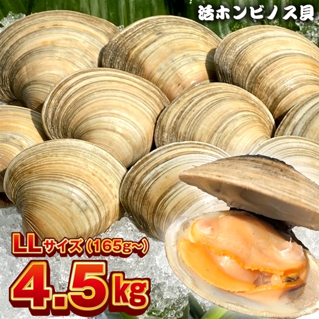 BK-9LLf 漁師直送！活ホンビノス貝4.5kg（LLサイズ）