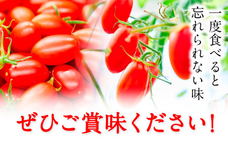 トマト ZEPPIN EX 1kg箱　ミニトマト