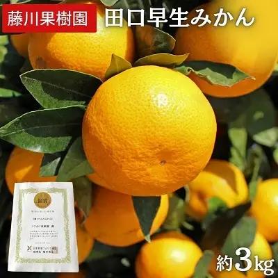 みかん 田口早生みかん 農園直送 柑橘 みかん【約3kg】