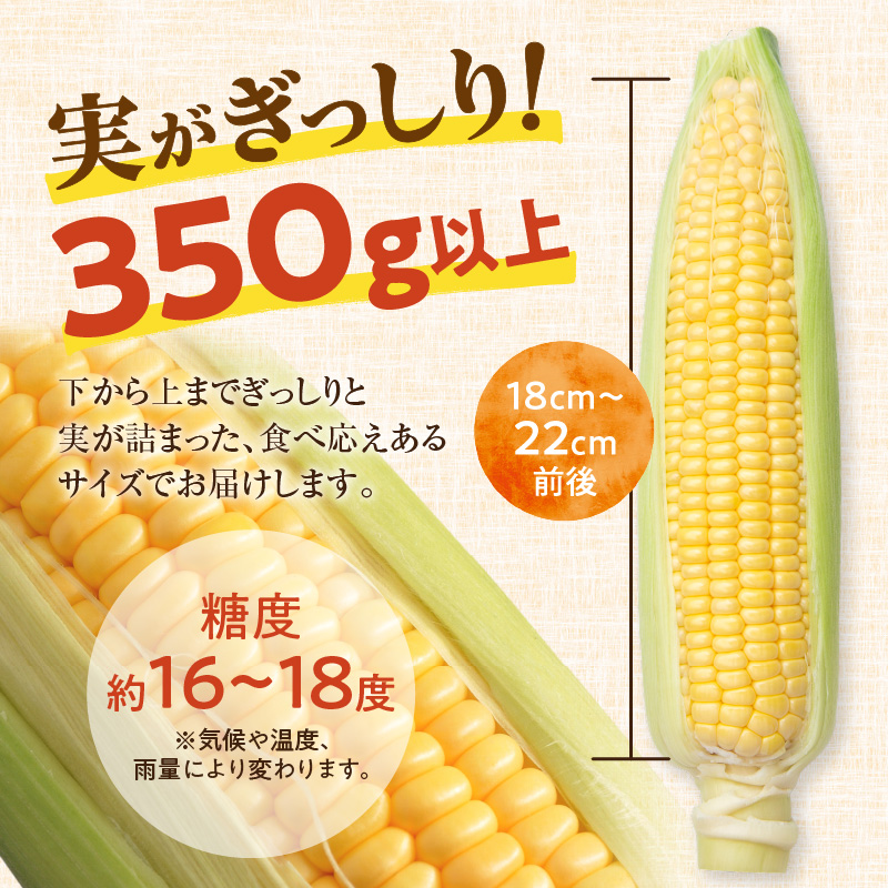 【2026年8月～発送開始！】北海道十勝清水町産 黄金の甘さ ゴールドラッシュ！サイズ混合 10～12本 【北海道産 2026年 とうもろこし とうきび 産直 産地直送 サイズ混合 野菜 家庭用 清水