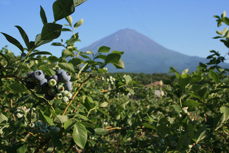 あまずっパイ（ブルーベリーパイ）7個入り×2箱 NSAL001