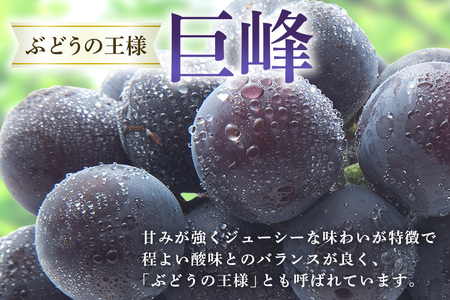【 2025年 先行予約 】 巨峰 2kg ( 種あり ) 石田ぶどう園 5房 ～ 8房 ぶどう ブドウ 国産 果物 くだもの 葡萄 フルーツ 2キロ 9月 10月 発送 秋 旬 品種 茨城県産 産地