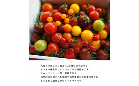＜アルテminiの宝石箱 約1kg×1箱＞フルーツトマト 高知県 佐川町 トマトハウスナカムラ【常温】栽培期間中化学農薬・化学肥料不使用　＜2025年1月～5月頃まで発送＞