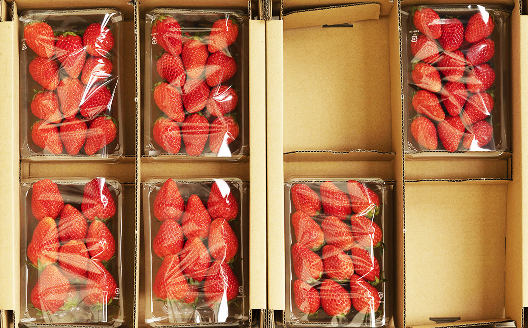 のらくら農園の新鮮いちご・たっぷりセット 合計1500g （250g×6パック） 【指定日必須】 【2026年3月上旬～3月下旬迄発送予定】 ／ いちご イチゴ 苺 章姫 パック 果物 くだもの フル