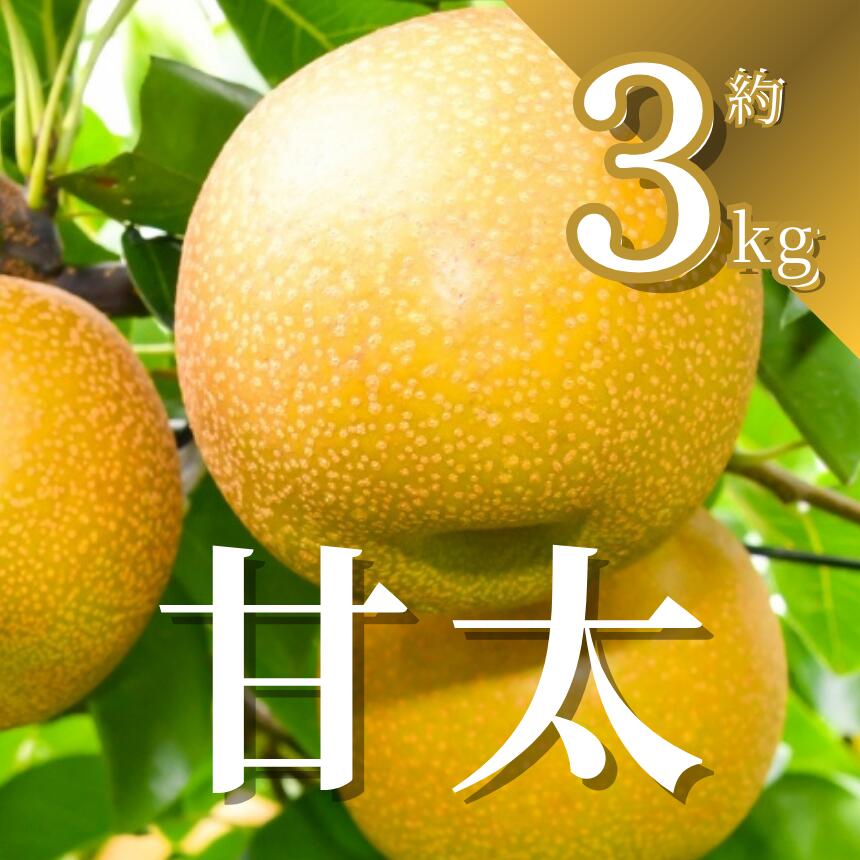 【ふるさと納税】【先行予約】梨 甘太 3kg | かんた カンタ 梨 なし フルーツ 甘い みずみずしい 果実 果物 新鮮 お土産 贈り物 旬の果物 【2026年9月中旬より順次発送】 栃木県 下野市