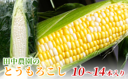 先行予約 とうもろこし 10～14本入り 田中農園 甘い 野菜 夏野菜 旬 夏 高糖度 産地直送 旬の野菜 季節の野菜 おやつ コーン 森のとうもろこし ロイシーコーン 甘太郎 先行 予約 2025 2025年 静岡 静岡県 森町