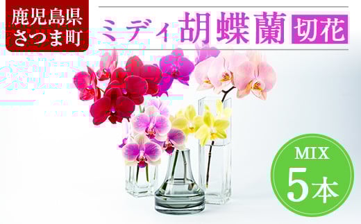 s098 ＜予約受付中！2025年5月中旬より順次発送＞ミディ胡蝶蘭切花(MIX5本セット) 胡蝶蘭 蘭 コチョウラン 植物 花 フラワー MIX ミックス インテリア 観賞用 ギフト 贈答 贈り物 プレゼント【日野洋蘭園】