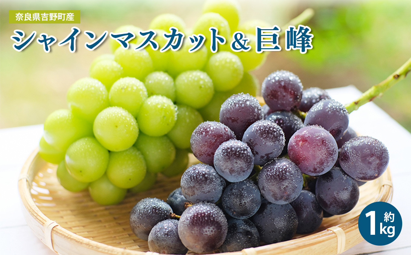 
            シャインマスカット ＆ 巨峰 約1kg 各1房（計2房）
          