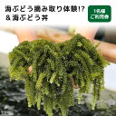 【ふるさと納税】海ぶどう摘み取り体験!?&海ぶどう丼 1名様ご利用券