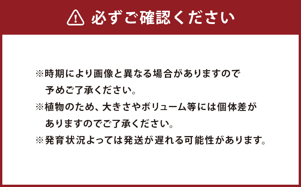 コーヒーの木