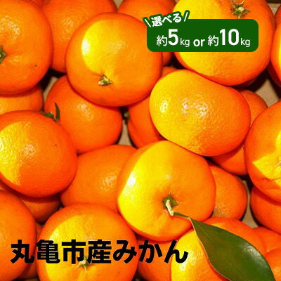 【ふるさと納税】 先行予約 みかん 選べる容量 約5kg 10kg 柑橘 ミカン 蜜柑 オレンジ 温州みかん デザート スイーツ アイス シャーベット ジェラート 果物 くだもの フルーツ 果実 ふるさと納税みかん ふるさと納税柑橘 ギフト 贈答用 プレゼント ふるさと納税