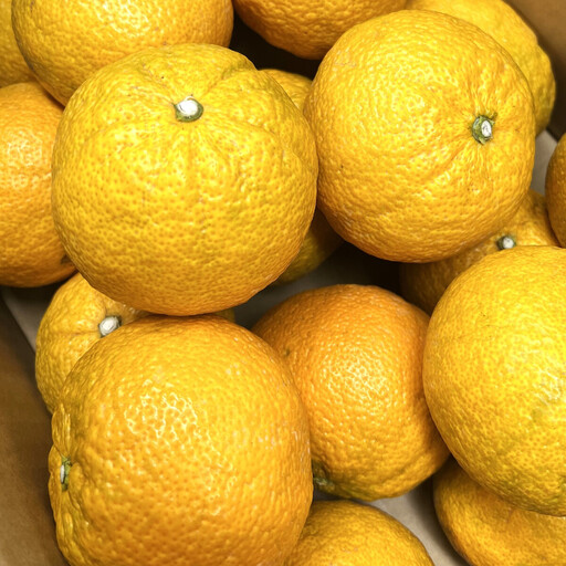 じゃばら 10kg (56~88玉)