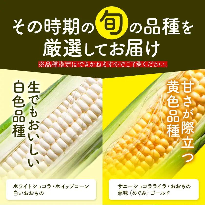 【先行予約】とうもろこし スイートコーン 約5本 2kg のざわ農園 《2026年8月上旬-9月中旬頃出荷》