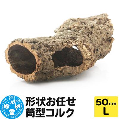 ふるさと納税 邑楽町 形状お任せ 筒型コルク Lサイズ 長さ50cm エアプランツ|09_chm-cl0101dc