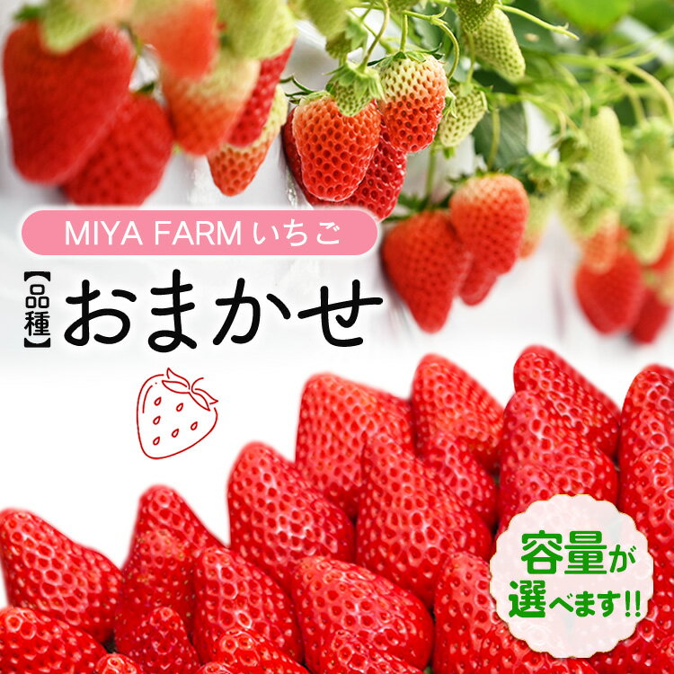 【ふるさと納税】＼選べる内容量／【先行予約】MIYA FARM いちご（品種：おまかせ） 2パック合計24粒・4パック合計48粒 ※北海道・沖縄・離島への配送不可 ※2027年1月中旬～5月下旬頃に順次発送予定