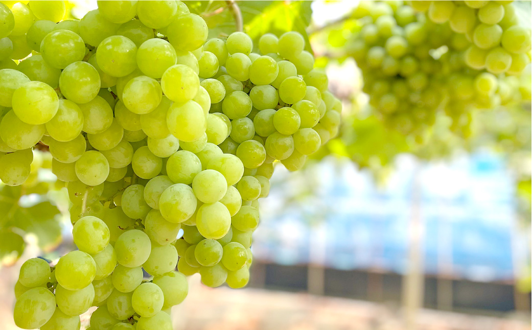 ロゼワイン 「 朱2025 」 750ｍl お酒 酒 アルコール ワイン マスカット・オブ・アレキサンドリア マスカット