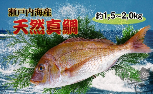 [下処理なし]≪瀬戸内海産≫朝1番水揚げされた天然真鯛を直送致します。［大サイズ］