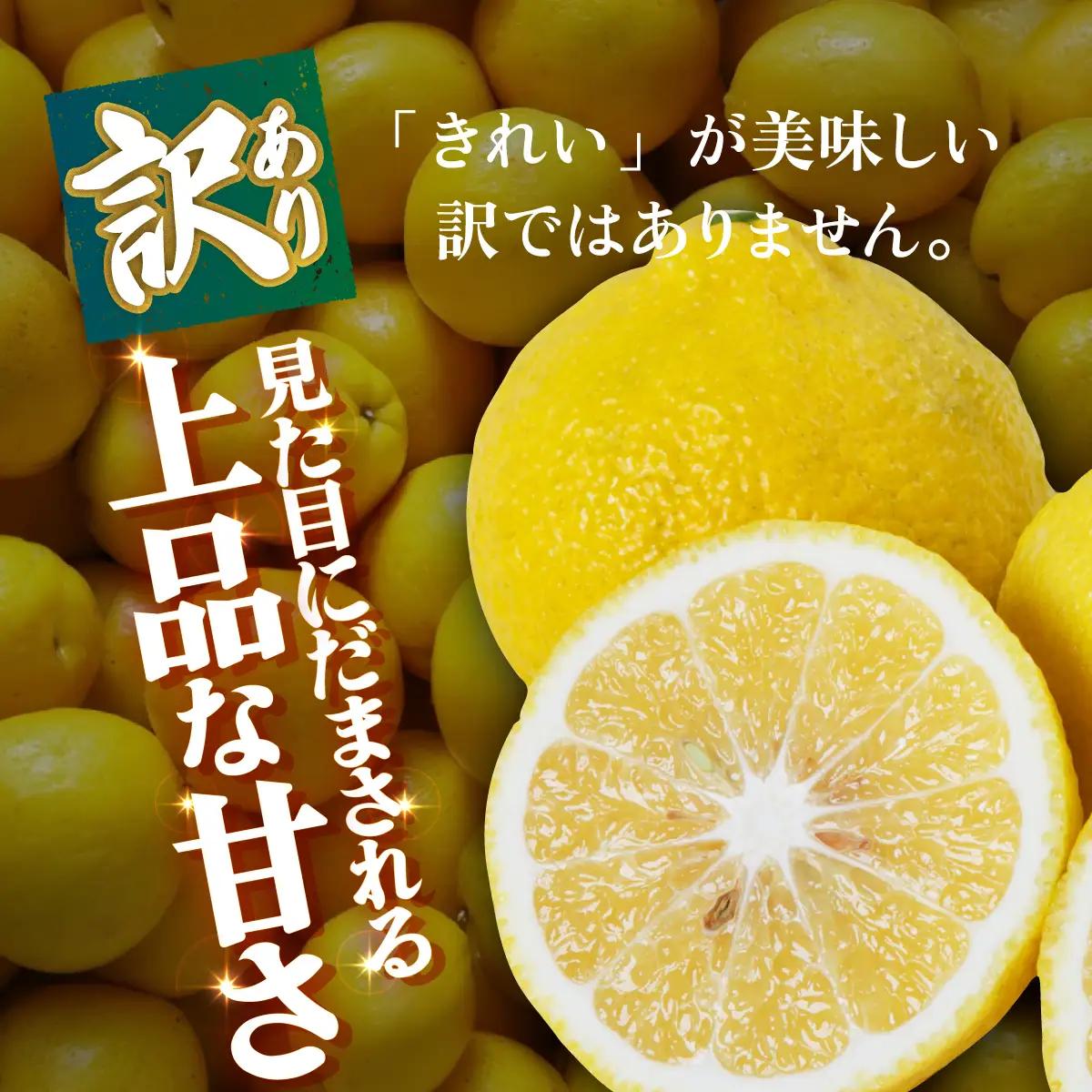 ＜【訳あり】愛媛県産 はるか 約1.5kg＞『2027年2月中旬～3月上旬迄順次発送予定』わけあり 訳アリ 果肉 ハルカ 産地直送 みかん 蜜柑 訳あり 果物 くだもの フルーツ ミカン 果汁 国産 