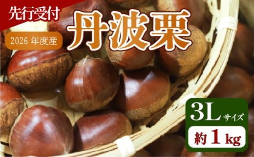 【先行予約】 2026年度産 京都府産 丹波栗 1kg 3Lサイズ 栗 大粒 秋 旬 味覚 くり 国産 丹波ぐり 丹波くり 生栗 生ぐり 和栗 生くり 京都 京都府 JA JA京都
