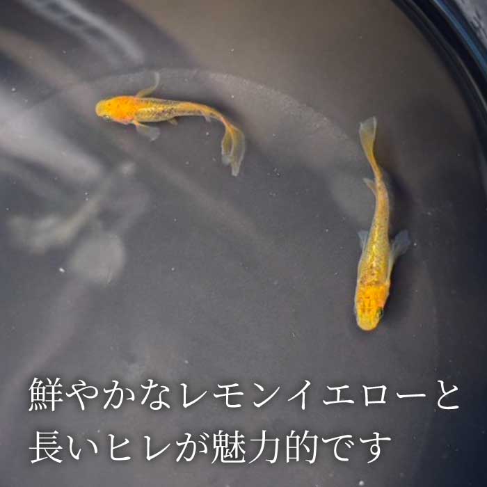 カナリア ひれ長 2匹（雄・雌 各1匹）めだか メダカ 飼育 生体 観賞魚 魚 ペット おまかせ ミックス おすすめ 水槽 インテリア 生物 鑑賞 熱帯魚 アクアリウム 熱帯 淡水魚 243004