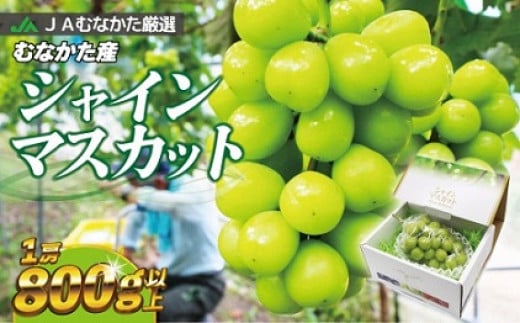 
            JAむなかた厳選【むなかた産シャインマスカット】1房(800ｇ以上)【JAほたるの里】_HA0913
          