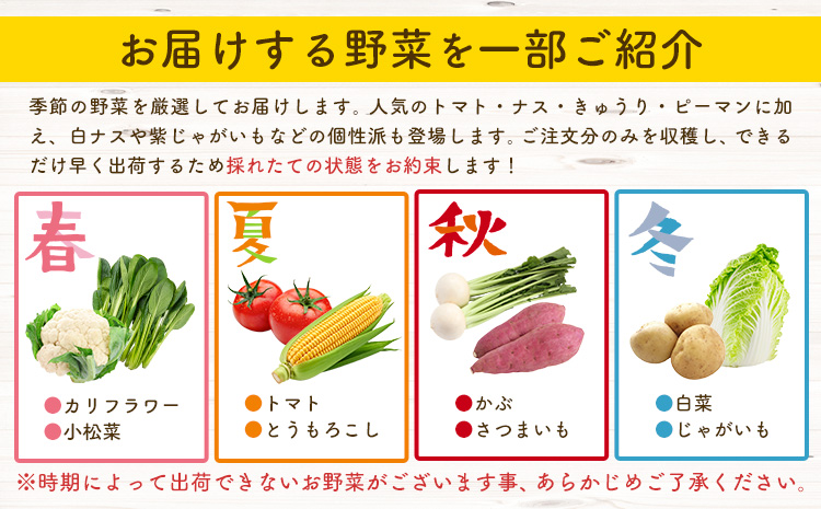 野菜 旬の野菜セット Mサイズ 約8～9種 《30日以内に出荷予定(土日祝除く)》 ベジLIFE!!  季節の野菜  料理 甘い 採れたて トマト 新玉ねぎ じゃがいも キャベツ 白菜 ベジライフ 千
