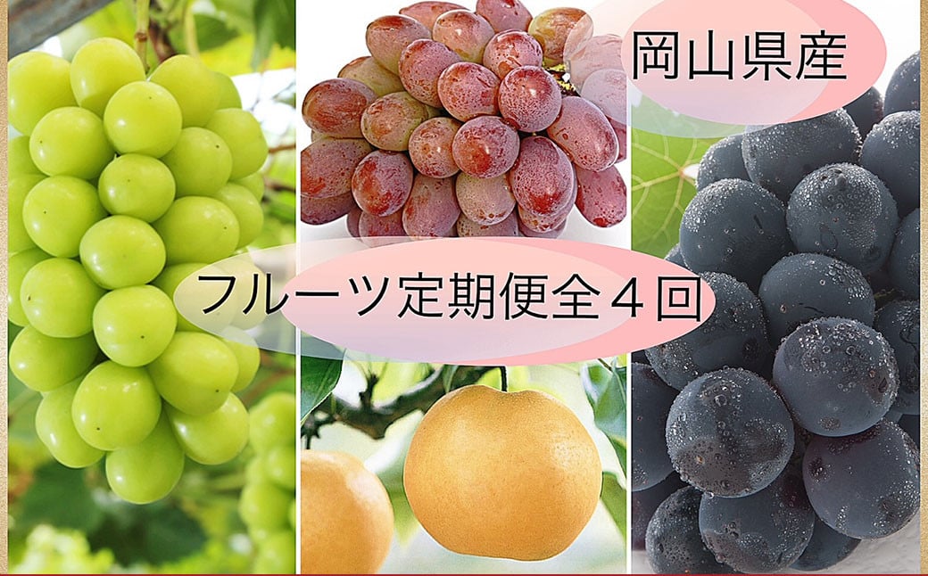 
            【果物定期便4回】 （ニューピオーネ ・ 晴王 ・ 紫苑 ・ あたご梨） 【2026年9月上旬より発送開始】 ／ 4回 葡萄 ぶどう マスカット シャインマスカット 梨 なし 果物 果実 フルーツ 旬 定期便 岡山県 美咲町 冷蔵 常温
          