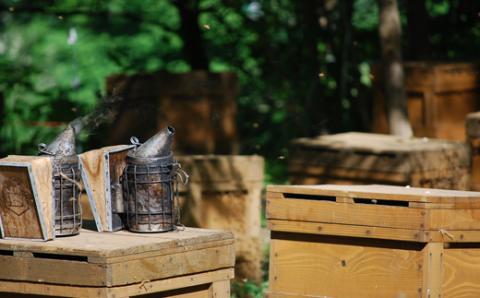 国産天然 しんかい蜂蜜ギフトセット (150g×3本) ( ふるさと納税 はちみつ アカシア蜂蜜 クローバー蜂蜜 トチ蜂蜜 プレゼント ギフト 北海道 遠軽町 株式会社 新海養蜂場 )