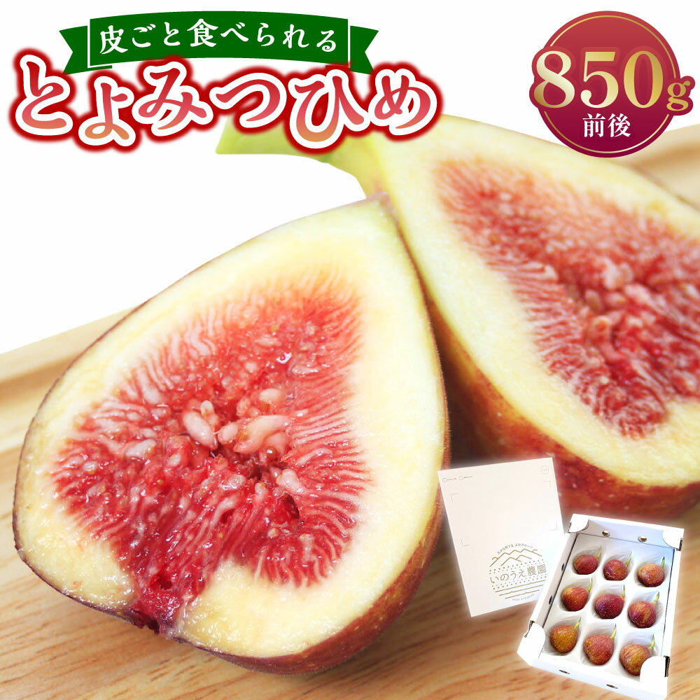 【ふるさと納税】皮ごと食べれる！ とよみつひめ 約850g（L玉 9個もしくはM玉 12個） いちじく イチジク 無花果 フルーツ くだもの 果物 果実 デザート 冷蔵 福岡県産 国産 九州 福岡県 苅田町 送料無料 【2026年7月下旬～9月上旬順次発送予定】