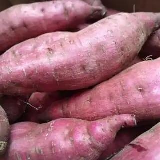 2025年度産 濃厚な甘みさつまいも 紅はるか10kg【茨城県共通返礼品/行方市】【さつまいも サツマイモ 芋 お芋 甘い ねっとり 美味しい 大量 茨城県 北茨城市 】(AK202)
