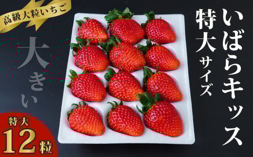 特大サイズいちご いばらキッス 12粒 （約420ｇ） | 大粒 高級 いちご 新鮮 産地直送 家族 子ども 大粒 いばらキッス フルーツ 旬 産地 直送 新規就農 若手 フレッシュ 完熟 甘い 朝採