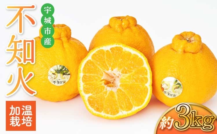 
            先行予約 加温栽培 不知火 約3kg（約7玉～10玉） 2025年12月上旬から下旬発送予定 しらぬい 蜜柑 国産 熊本県産 九州産 宇城市産 坂下園
          