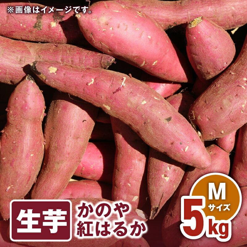 【ふるさと納税】 「かのや紅はるか」生芋 Mサイズ 5kg（1個当たり約130g〜200g、約31個前後） 定められた栽培基準等をクリアした濃厚でしっとりとした食感の紅はるか【さつまいも特集】【有限会社南橋商事】
