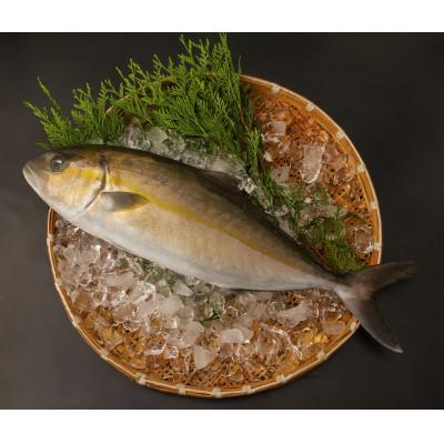 ふるさと納税 南大隅町 【ねじめ黄金カンパチ】1尾 約3.8kg (3.6〜4.0kg)