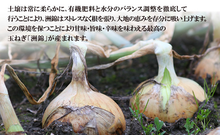 玉ねぎ 淡路島産 洲錦 10kg 洲本農園 玉ねぎ