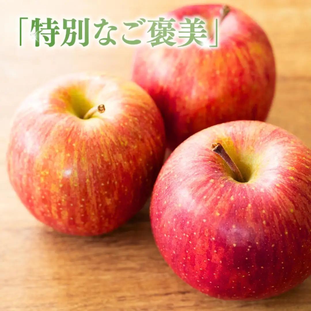 【2026年先行予約】りんご サンふじ 家庭用 訳あり 約5kg|りんご