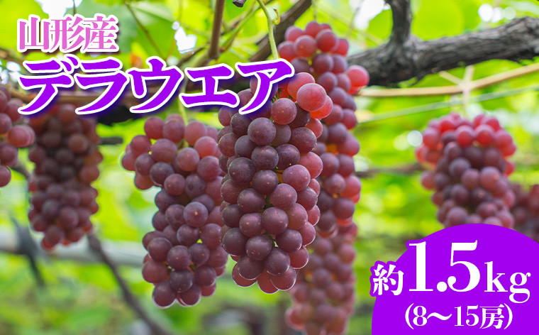
                  やまがたのぶどう デラウェア 7月・8月 秀品 約1.5kg(8～15房程度) 【令和8年産先行予約】FS23-820 くだもの 果物 フルーツ 山形 山形県 山形市 2026年産
                